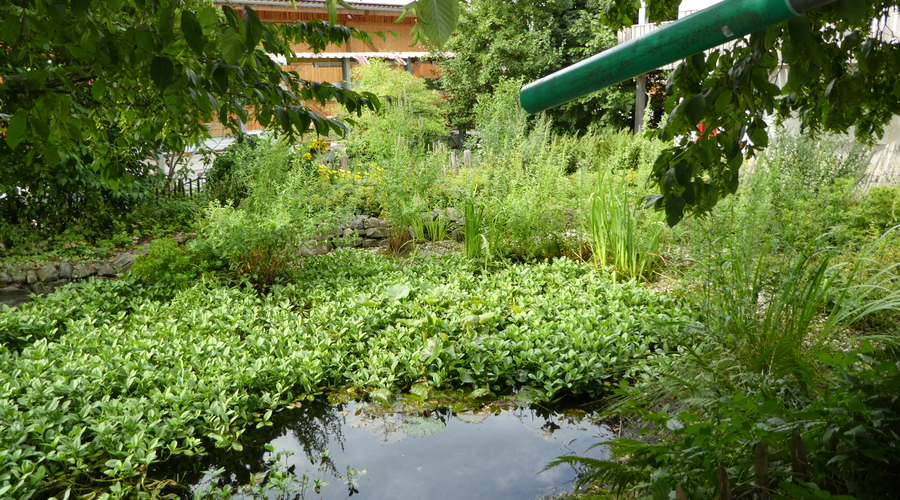 Ein Blick in den Naturgarten der Familie Steber aus Eppishausen. Foto: Landratsamt Unterallgäu