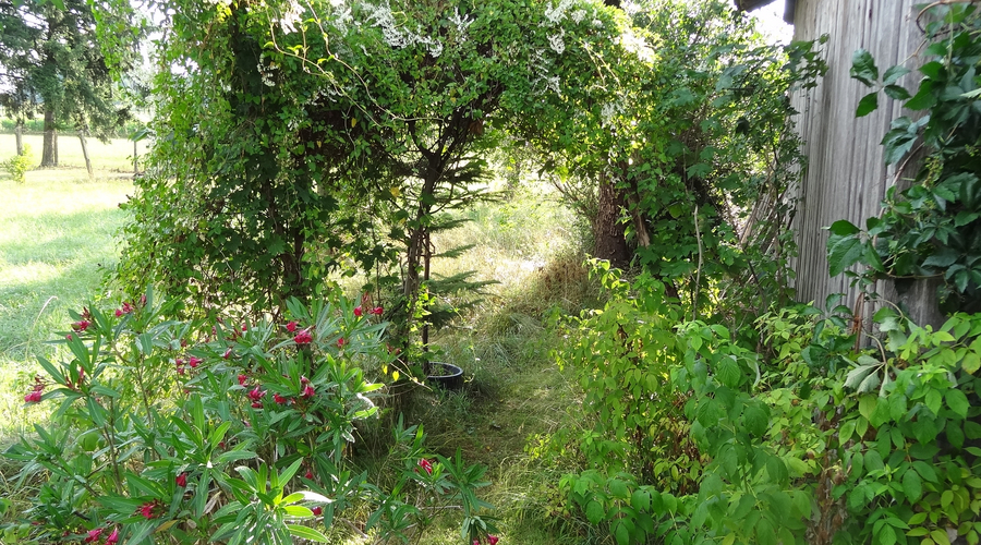 Ein Blick in den Naturgarten der Familie Heintz aus Hausen. Bild: Landratsamt Unterallgäu
